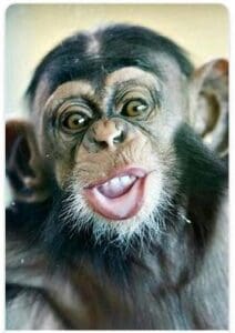 A close up of a monkey with its tongue hanging out
