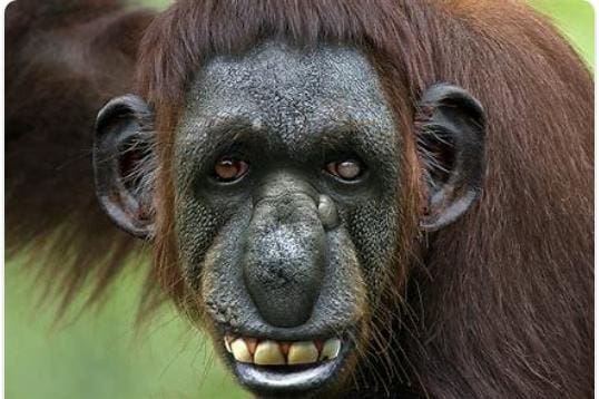 A close up of the face and teeth of an orangutan